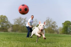 Những điều cần biết về Bull Terrier