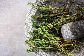 Lợi ích sức khỏe của cây xạ hương