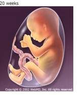 Tam cá nguyệt thứ hai: Sự phát triển và tăng trưởng của bé trong giai đoạn giữa thai kỳ